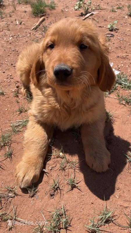 Hendrix  – Golden Retriever puppy for sale in Snowflake, AZ