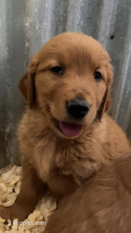 Henderson – Golden Retriever puppy for sale in Snowflake, AZ
