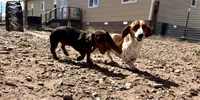 Taters, a male Miniature Dachshund for sale in Snowflake, AZ – 10 of 10