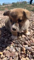 Toast, a male Pembroke Welsh Corgi for sale in Snowflake, AZ – 4 of 10
