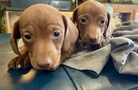 Taters, a male Miniature Dachshund for sale in Snowflake, AZ – 2 of 10