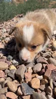 Ham, a male Pembroke Welsh Corgi for sale in Snowflake, AZ – 2 of 4