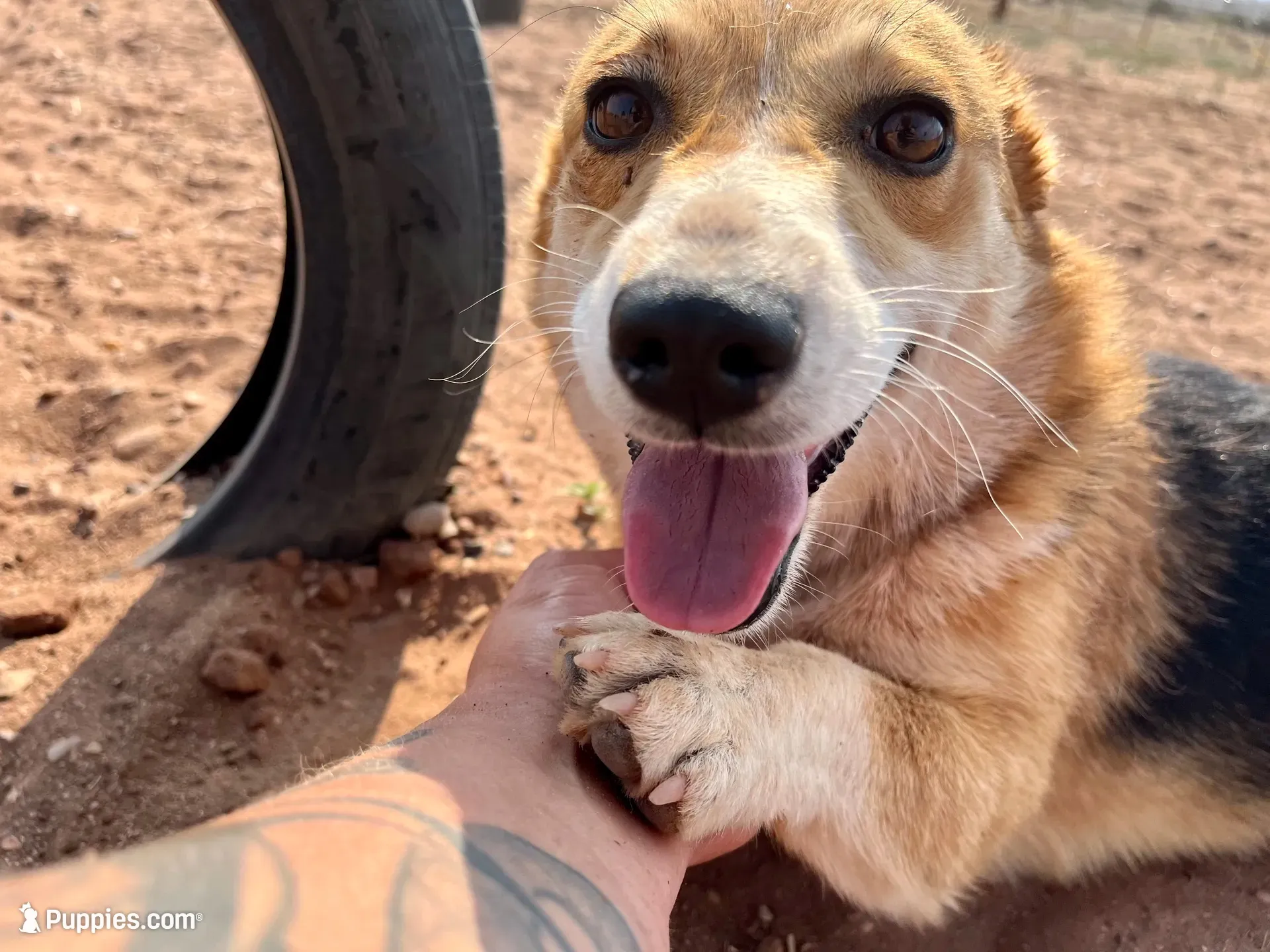 Toast, a male Pembroke Welsh Corgi for sale in Snowflake, AZ – 8 of 10