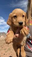 Kimmie , a female Golden Retriever for sale in Snowflake, AZ – Photo 2 of 5