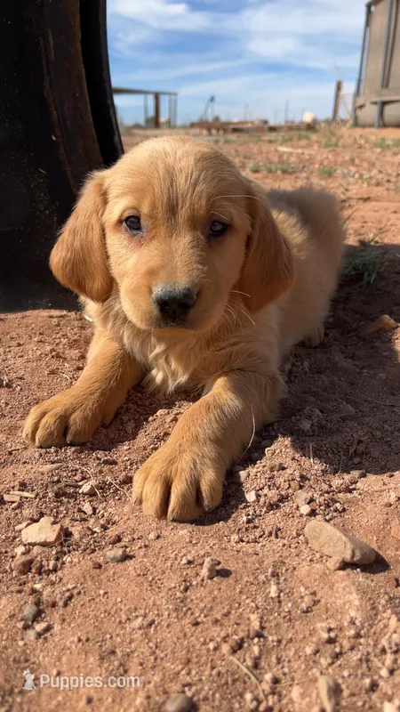 Kimmie  – Golden Retriever puppy for sale in Snowflake, AZ