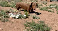 Taters, a male Miniature Dachshund for sale in Snowflake, AZ – 7 of 10