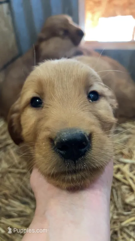 Dion – Golden Retriever puppy for sale in Snowflake, AZ