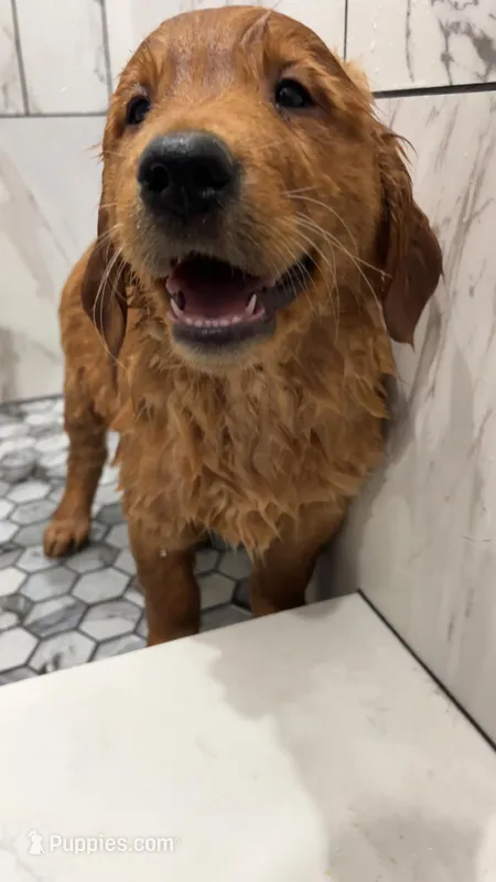 Dion – Golden Retriever puppy for sale in Snowflake, AZ