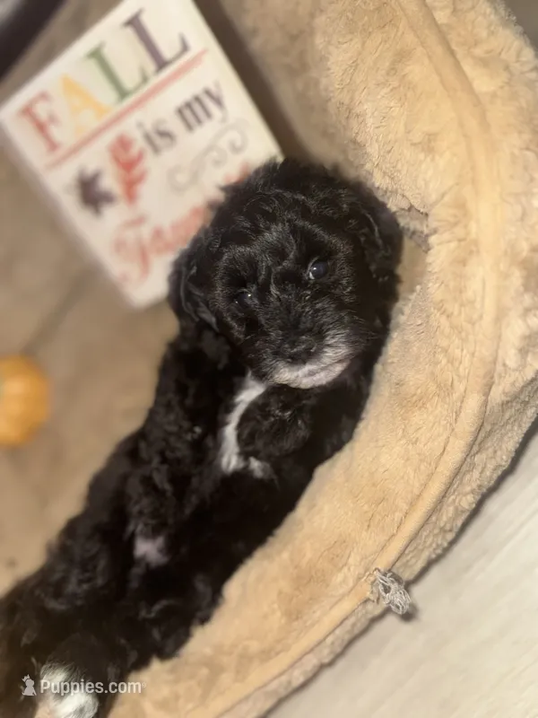 Kingston – Schnoodle puppy for sale in Cartersville, GA