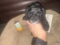 Dolly, a female Schnoodle for sale in Cartersville, GA – 3 of 6