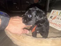 Mr. Orange, a male Schnoodle for sale in Cartersville, GA – 5 of 5