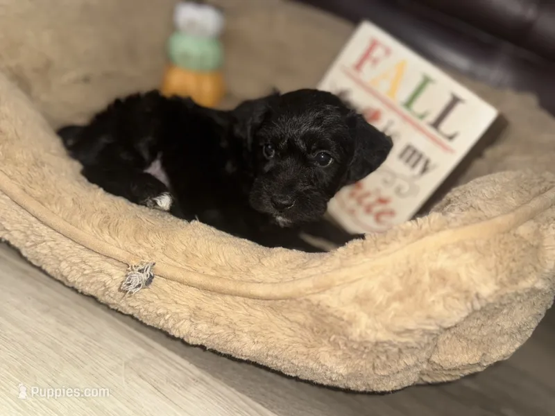 Mrs. Green – Schnoodle puppy for sale in Cartersville, GA