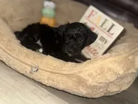Mrs. Green, a female Schnoodle for sale in Cartersville, GA – 1 of 5
