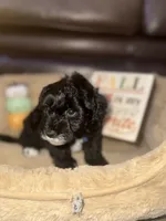 Kingston, a male Schnoodle for sale in Cartersville, GA – 4 of 5