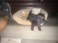 Mr. Orange, a male Schnoodle for sale in Cartersville, GA – 2 of 5