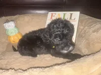 Mr. Yellow, a male Schnoodle for sale in Cartersville, GA – 3 of 5