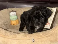Mr. Aqua, a male Schnoodle for sale in Cartersville, GA – 4 of 4