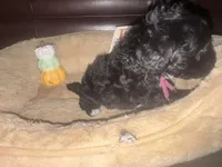 Dolly, a female Schnoodle for sale in Cartersville, GA – 2 of 6