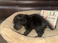 Mrs. Green, a female Schnoodle for sale in Cartersville, GA – 3 of 5