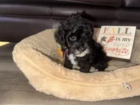 Dolly, a female Schnoodle for sale in Cartersville, GA – 6 of 6