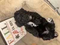 Mr. Aqua, a male Schnoodle for sale in Cartersville, GA – 2 of 4