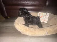 Mr. Orange, a male Schnoodle for sale in Cartersville, GA – 4 of 5