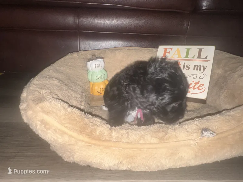 Dolly – Schnoodle puppy on hold in Cartersville, GA