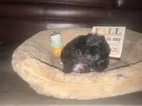 Dolly, a female Schnoodle for sale in Cartersville, GA – 1 of 6
