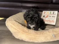 Dolly, a female Schnoodle for sale in Cartersville, GA – 5 of 6