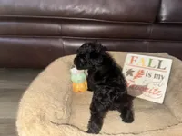Dolly, a female Schnoodle for sale in Cartersville, GA – 4 of 6