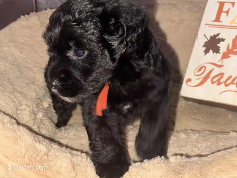 Mr. Orange – Schnoodle puppy for sale in Cartersville, GA