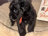 Mr. Orange, a male Schnoodle for sale in Cartersville, GA – 1 of 5