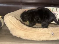 Mrs. Green, a female Schnoodle for sale in Cartersville, GA – 4 of 5