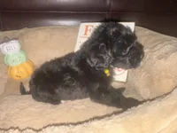 Mr. Yellow, a male Schnoodle for sale in Cartersville, GA – 5 of 5