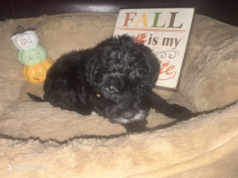 Mr. Yellow – Schnoodle puppy for sale in Cartersville, GA