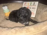 Mr. Yellow, a male Schnoodle for sale in Cartersville, GA – 1 of 5