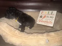 Mr. Yellow, a male Schnoodle for sale in Cartersville, GA – 4 of 5