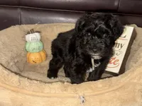 Mr. Aqua, a male Schnoodle for sale in Cartersville, GA – 1 of 4