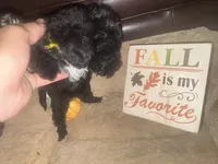 Mr. Yellow, a male Schnoodle for sale in Cartersville, GA – 2 of 5