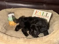 Mr. Aqua, a male Schnoodle for sale in Cartersville, GA – 3 of 4