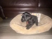 Mr. Orange, a male Schnoodle for sale in Cartersville, GA – 3 of 5