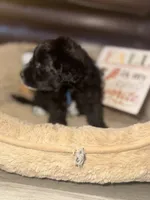 Kingston, a male Schnoodle for sale in Cartersville, GA – 3 of 5