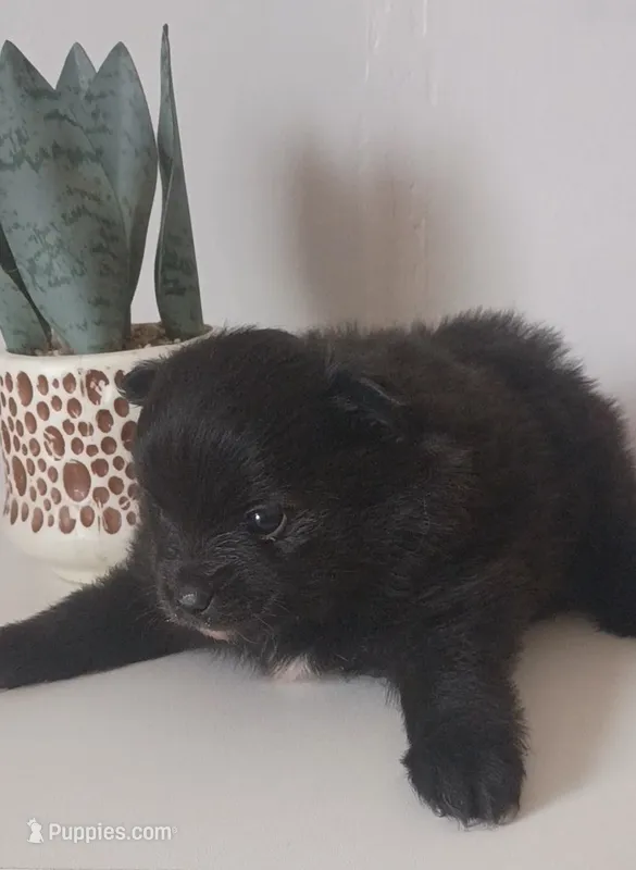 AKC Male Pomeranian Oreo
