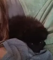 AKC Male Pomeranian Oreo, a male Pomeranian for sale in Springfield, MO – Photo 2 of 8