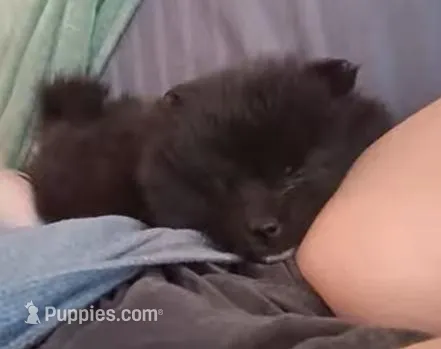 AKC Male Pomeranian Oreo