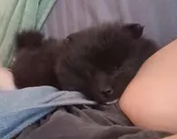 AKC Male Pomeranian Oreo, a male Pomeranian for sale in Springfield, MO – Photo 1 of 8