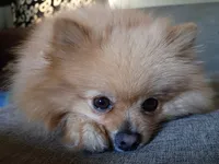 AKC Teddy Bear face Holly, a female Pomeranian for sale in Westminster, CO – Photo 6 of 8