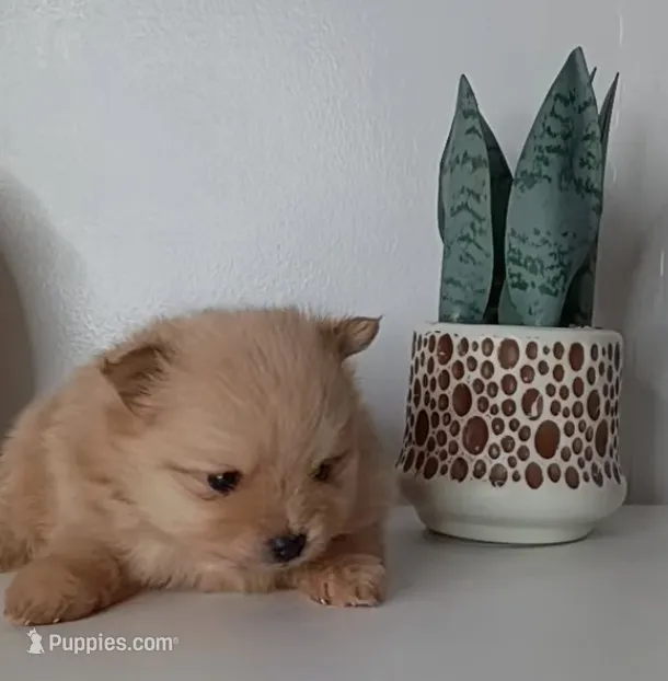 AKC Teddy Bear face Holly