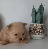 AKC Teddy Bear face Holly, a female Pomeranian for sale in Westminster, CO – Photo 1 of 8