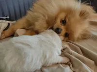 AKC Teddy Bear face Holly, a female Pomeranian for sale in Westminster, CO – Photo 7 of 8